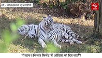 देहरादून जू की शान बढ़ाएगा व्हाइट टाइगर, ओडिशा से एक्सचेंज फाइनल, उत्तराखंड से जाएंगे रेड पांडा