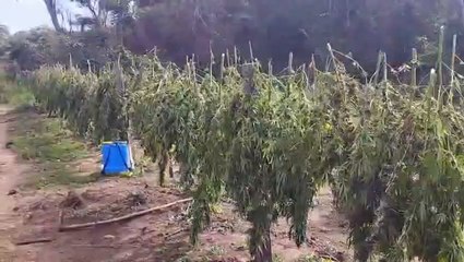 Bella Vista Norte: sacan de circulación más de 14 toneladas de marihuana