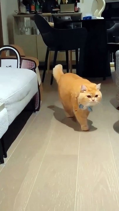 Cute cat
