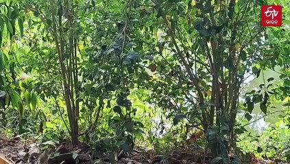 ପରିବେଶପ୍ରେମୀ ଧନେଶ୍ୱର; ଶ୍ମଶାନ ପାଖରୁ ଆରମ୍ଭ ବୃକ୍ଷ ଲଗାଇବା ନିଶା, ୩୦ ବର୍ଷ ଧରି ସାଜିଛନ୍ତି ଗଛଙ୍କ ବନ୍ଧୁ