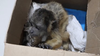 Rescatan monos silvestres en operativo contra el tráfico ilegal