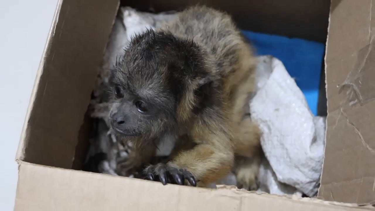 Rescatan monos silvestres en operativo contra el tráfico ilegal