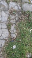 Acumulación De Basura En Sajonia (2)