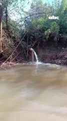 Denuncian contaminación de ríos y mortandad de peces en Naranjal