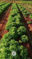 Feria De La Agricultura Familiar