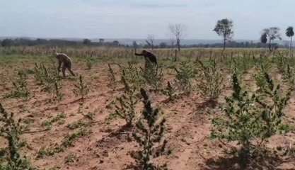 Senad desmantela centro de marihuana mecanizada en Canindeyú