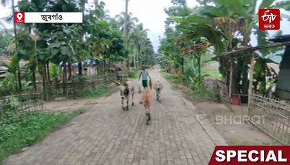 ফটকা-আতচবাজীতো বাদেই, যান-বাহনৰ হৰ্ণো নবজাই গাঁওবাসীয়ে: পক্ষীৰ সুৰক্ষাৰ বাবে কি কৰা নাই গাঁওখনে...