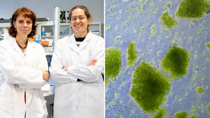 Las dos científicas españolas que descifran los poderes ocultos de las microalgas