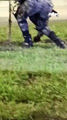 Yarará en zona de la Costanera de Asunción