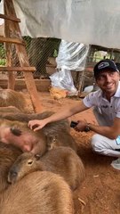 Mundial de Rally: Kajetanowicz conoció a los adorables carpinchos