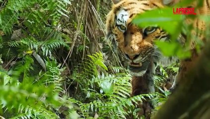 Sandokan, Can Yaman sfida cobra e tigri digitali: ecco come nasce la magia della serie Rai