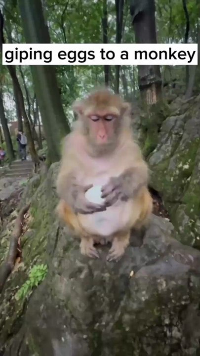 GIPING EGGS TO A MONKEY