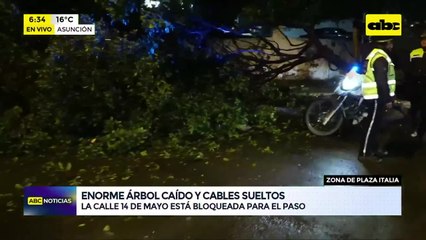 Enorme árbol cayó, bloqueó una calle y tumbó cables en el centro de Asunción