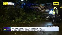Enorme árbol cayó, bloqueó una calle y tumbó cables en el centro de Asunción