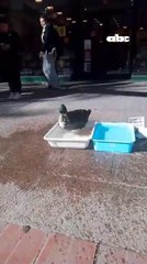 Un pato fue denunciado por agredir a mascotas