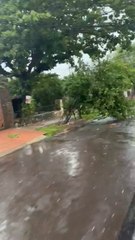 Tormenta y vientos tumban árboles en Asunción