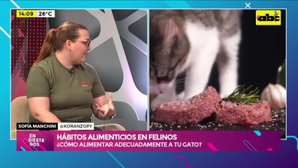 ¿Cuál es la mejor manera de alimentar a nuestros gatos?