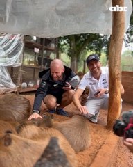 Mundial de Rally: Kajetanowicz conoció a los adorables carpinchos de la Granja Don Severo