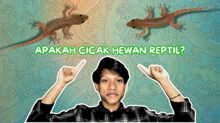 Apakah Cicak Termasuk Keluarga Reptil? Ini Faktanya-Serius Ini Hewan?