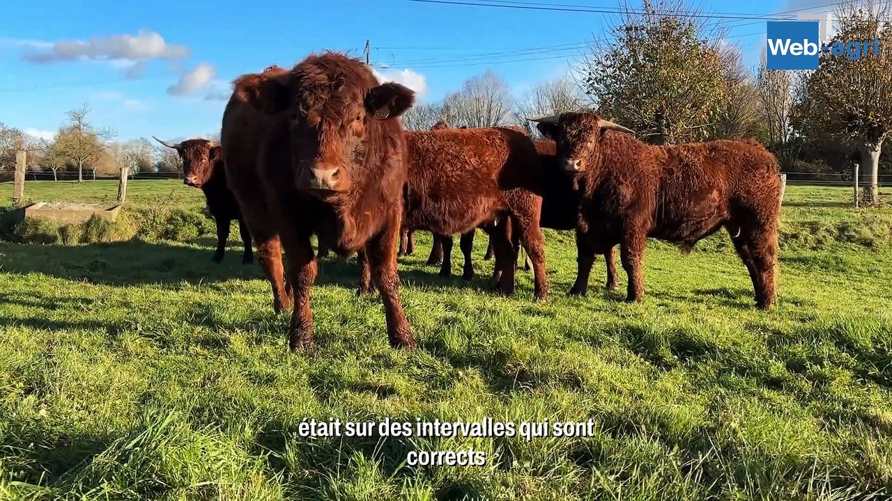 Thomas Pollet mise sur le vêlage 2 ans en Salers