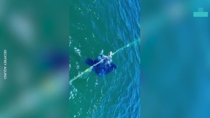 Wildlife in Crisis: Manta Ray Entanglement