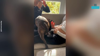 Dog Listens to Baby’s Heartbeat in Sweet Family Moment