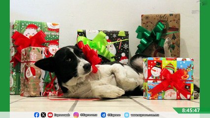 ¿Regalar mascotas en Navidad? Veterinaria explica riesgos y cuidados