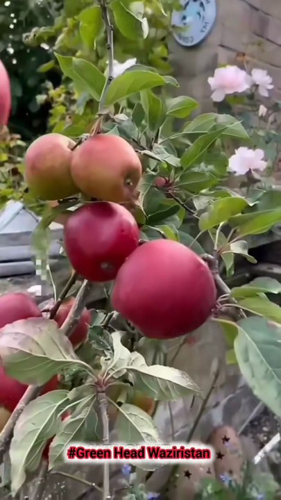 how to grow apple tree at home!“Ghar par seb ka darakht kaise ugaya jata hai?”