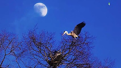 Robert Plant - It's a Beautiful Day Today