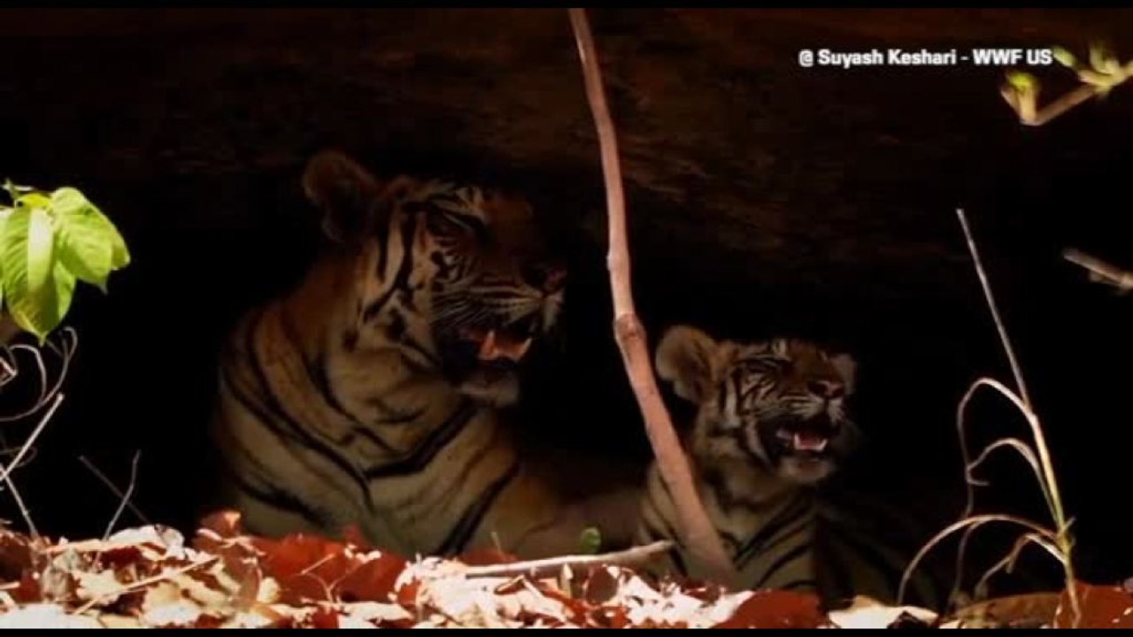 Un cucciolo di tigre porta speranza alle foreste della Thailandia