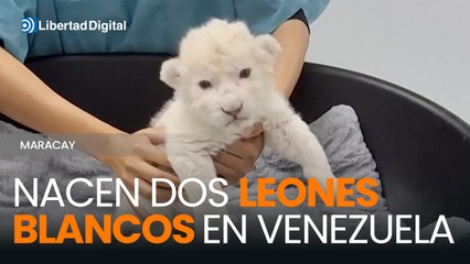 Nacen dos leones blancos en Venezuela: una especie casi en extinción