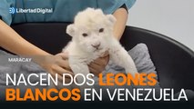 Nacen dos leones blancos en Venezuela: una especie casi en extinción