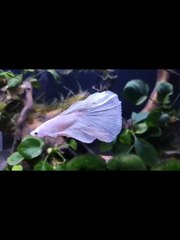 White Fighter Betta Fish Tank Aquarium