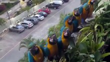 Parrot family