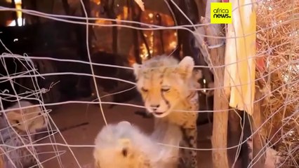 Vers un durcissement du commerce des animaux de compagnie exotiques ?