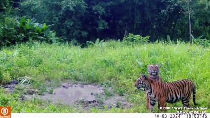 Un cucciolo di tigre porta speranza alle foreste della Thailandia