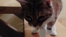 She Paused on the Stairs… And Her Request Is TOO CUTE 😻❤️ #cat #cats #funnycats #funnyvideo #catshorts #shorts #cutecats #animals #funnyanimals #viralcats #fyp