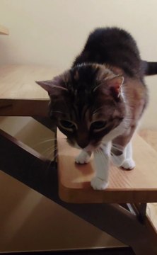 She Paused on the Stairs… And Her Request Is TOO CUTE 😻❤️ #cat #cats #funnycats #funnyvideo #catshorts #shorts #cutecats #animals #funnyanimals #viralcats #fyp