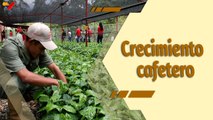 Café en la Mañana | Producción cafetera como motor de crecimiento económico en Venezuela