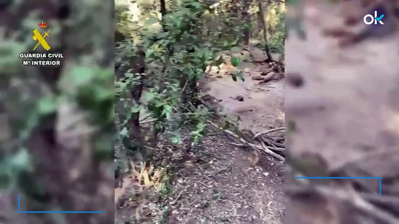 Hallados 50 jabalíes muertos en la zona cero de la peste porcina en Cataluña