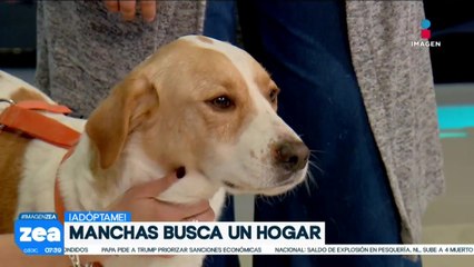 ¡Adopta, no compres! Manchas está en busca de un hogar lleno de amor