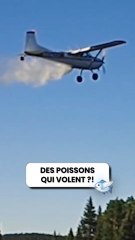 Bonne idée ou délire total de balancer des poissons depuis un avion ?!