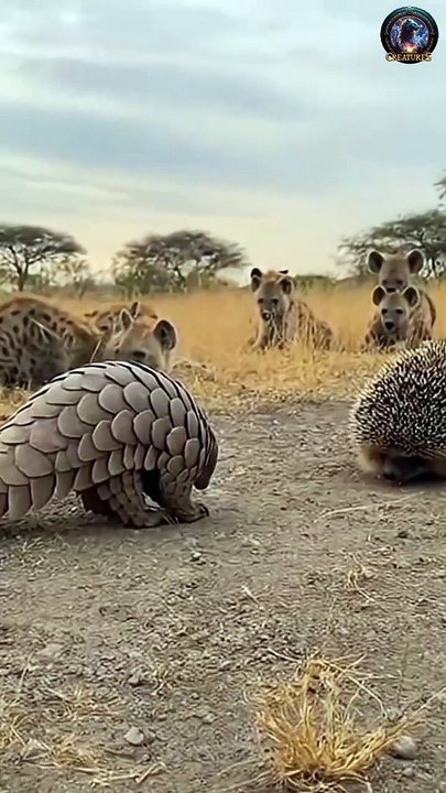 Hedgehog Fires Spikes