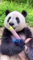 A Panda Eating Bamboo… Too Cute!