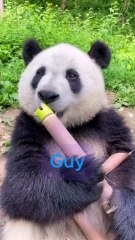 A Panda Eating Bamboo… Too Cute!