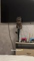 Cat Sits on Game Console, and It Breaks Moment She Gets Off