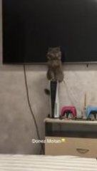 Cat Sits on Game Console, and It Breaks Moment She Gets Off