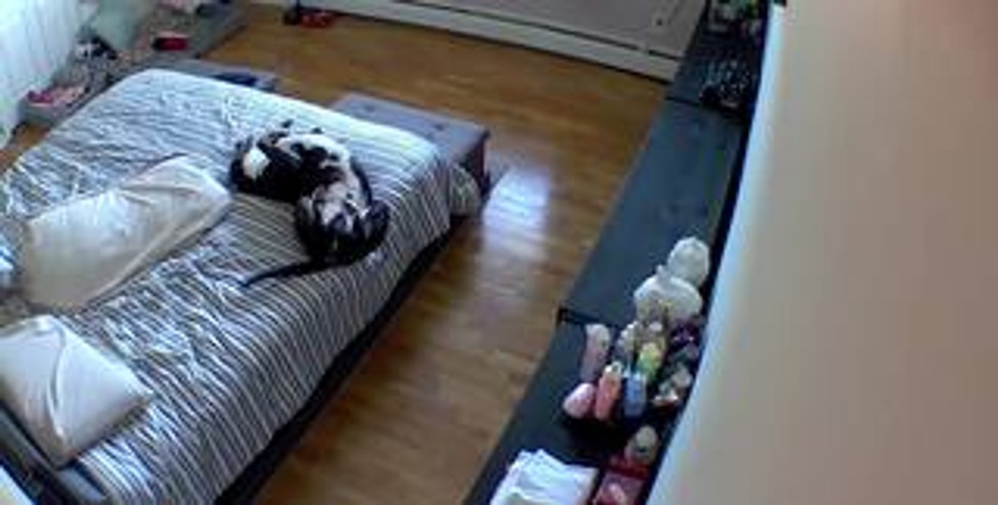 Dog Scoots Off Bed After Silly Wake-Up
