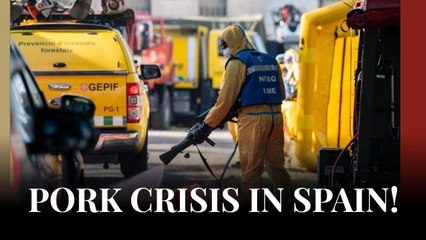 Spain Deploys Army To Outside Barcelona To Deal With Swine Fever