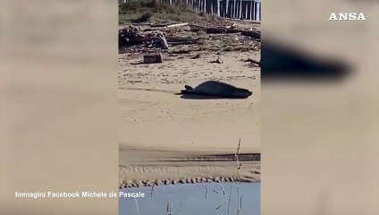 Raro esemplare di foca monaca avvistato nel Ravennate